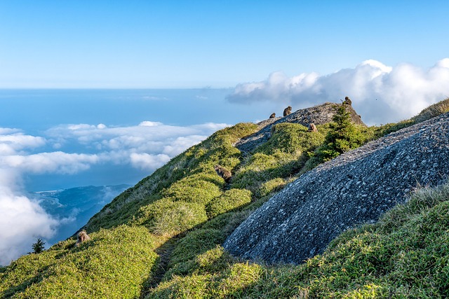 屋久岛暮色山径:独处时撞见的猴群觅食场景