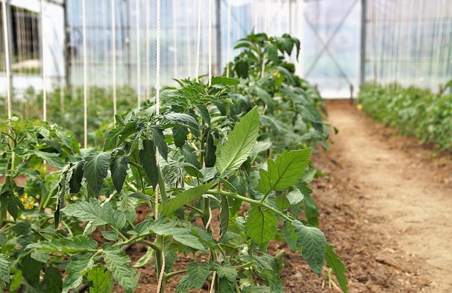 后来想起那年初夏，外婆家温室里的番茄秧攒着满棚绿意