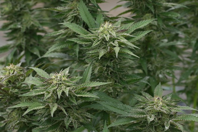 暮色漫过野花草坡 独自消磨半段松弛的黄昏时刻
