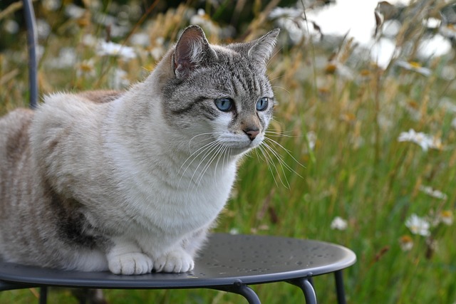 巷口那团蓬松软云似的猫，后来想起总裹着橘子汽水的甜香