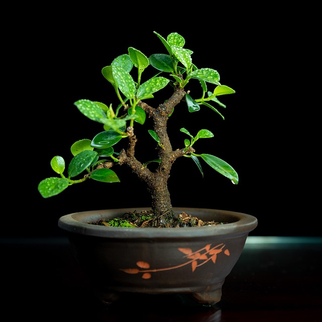 致好友阿栀：窗台上的矮松盆景又抽出了新枝