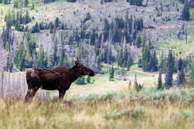 写给旧友的山间寄语：犹他高山草甸偶遇驼鹿的午后