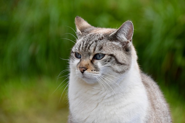微距镜头对准巷口花斑猫：捕捉慢下来的生命细节