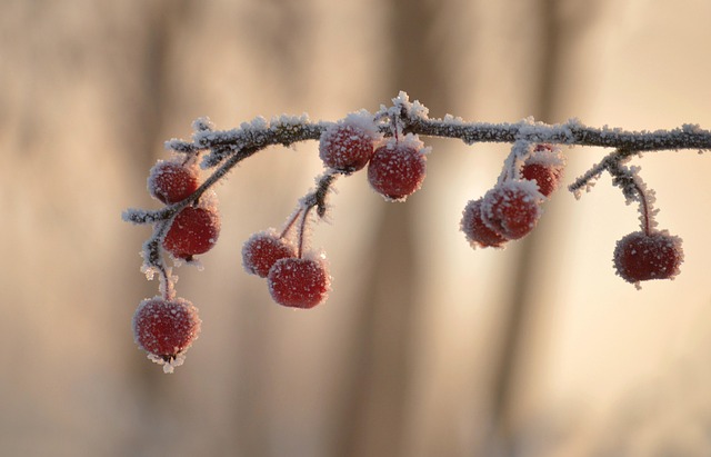 雪压冰枝的矮生海棠果 牵出冬日常居的细碎暖意