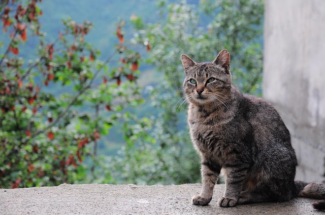 暮色漫过村巷檐角 三花猫蜷在石墩上守着晚风