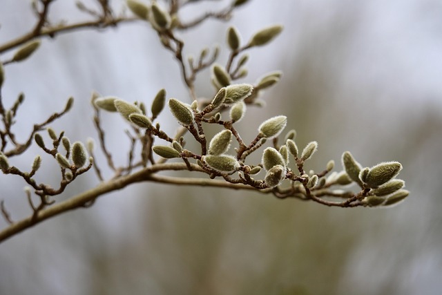 檐下木兰枝映着玻璃幕墙 勾着城市建筑的光影线条