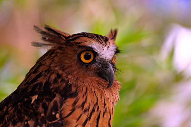 给约好下周露营的你：昨夜山岗遇仓鸮的细碎见闻