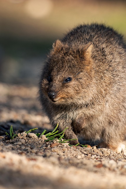 澳洲郊野短尾矮袋鼠与带磨痕锈迹的旧观览围栏
