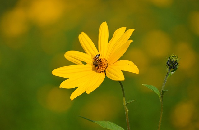 洋姜花田的蜂踪：微距镜头下的夏日微小生命细节