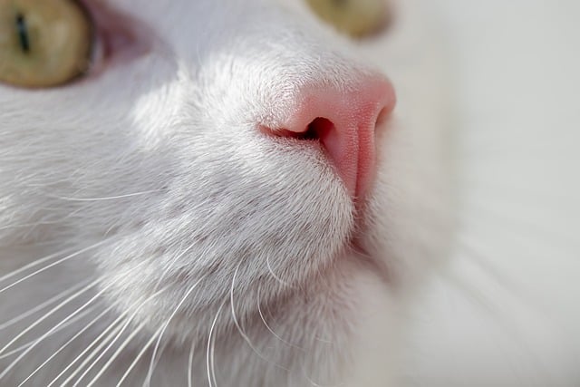 青灰老巷墙根的午间暖光里，撞见一只晒暖的家猫