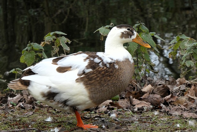 老巷墙根的家鸭：寻常午后里的街头偶然一瞥