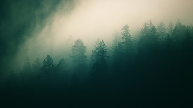雾霭缠裹林间的淡墨画面里，忽然翻出多年前的山行旧忆