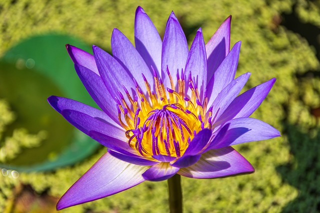 蹲在花坛边屏息凑近数分钟 捕捉粉花簇里的细微生命动静