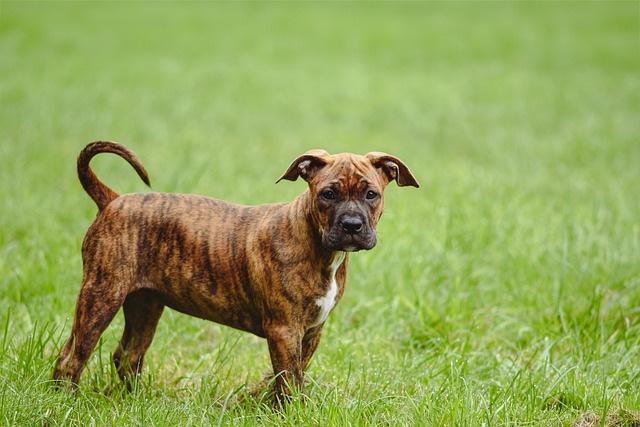 拳师幼犬草甸撒欢：暗藏着一则关于幼宠的换牙小常识