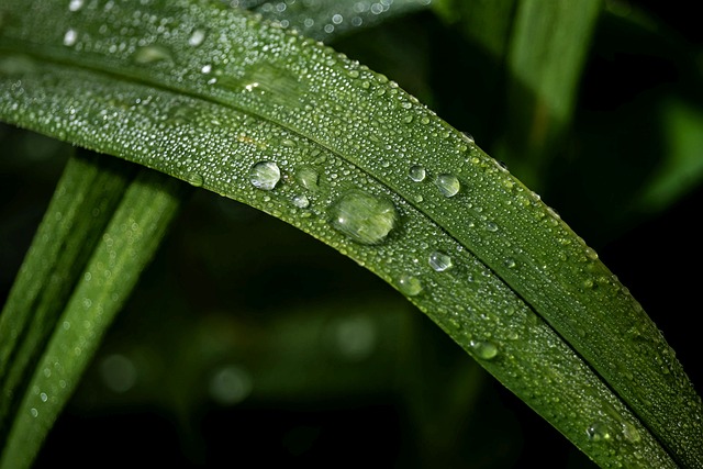刚蹲在矮草坪边拍完露珠，指尖还沾着清晨的凉意