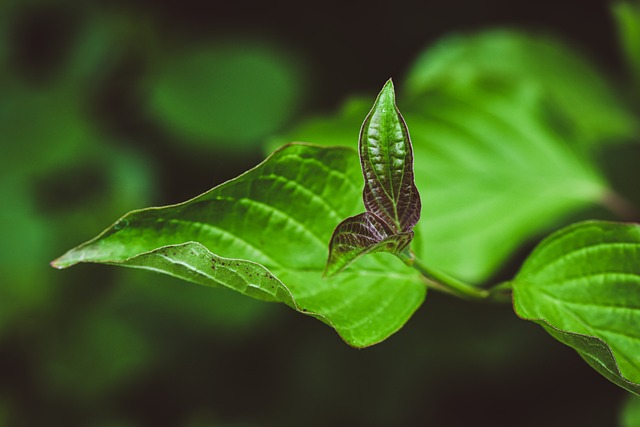 沾着雨珠的花园角落，温凉小食藏着松弛的分享时刻