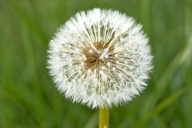 午后草甸微距蹲守 撞见蒲公英绒球的细微生机