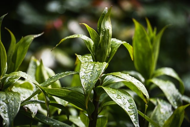 致阿栀：今早躲雨巷口撞见的檐下沾着雨珠的青藤