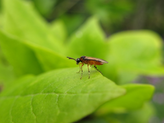 暮色漫过郊野草茎时，偶遇一只停驻叶脉的叶蜂