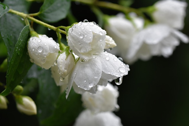 雨打茉莉落瓷盘 窗畔温食的松弛时刻