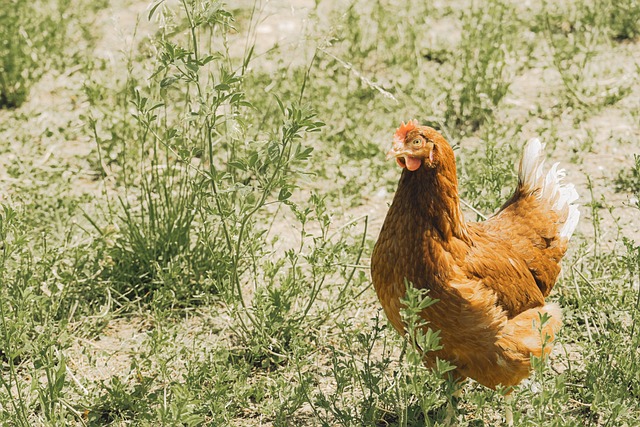 暖阳牧场的鸡群：藏在散养家禽习性里的两个小细节