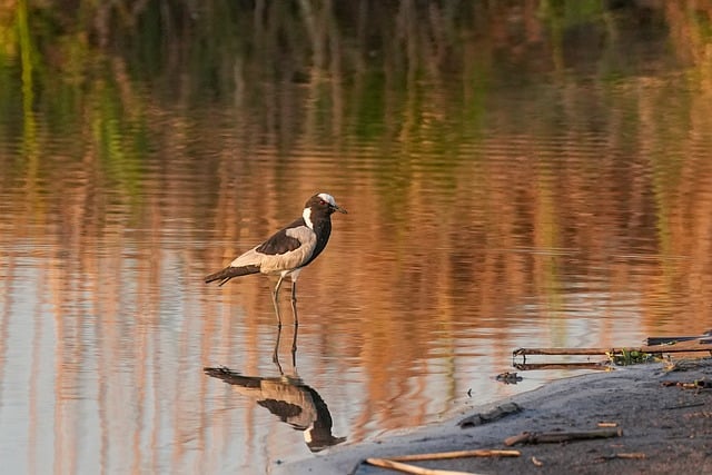 纳米比亚荒漠浅滩：旱季晨昏的凤头麦鸡与水面镜像风物