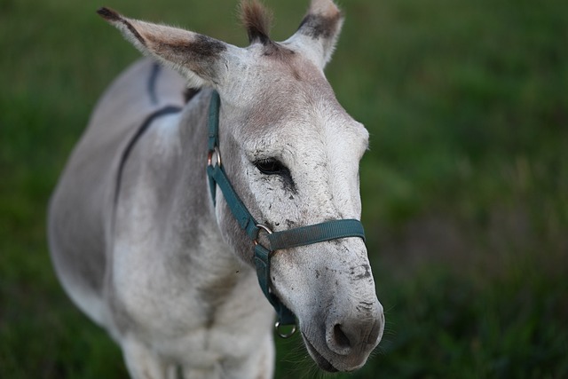 刚收起相机靠在牧场围栏 对着这头安闲的驴敲下随手碎念