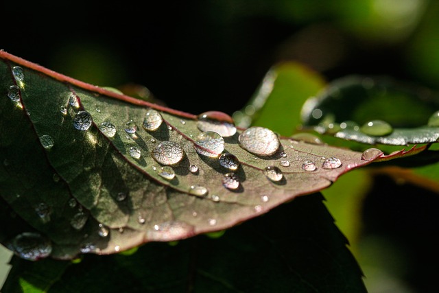 雨痕爬过玻璃幕墙，连叶片都藏着同款城市光影线条