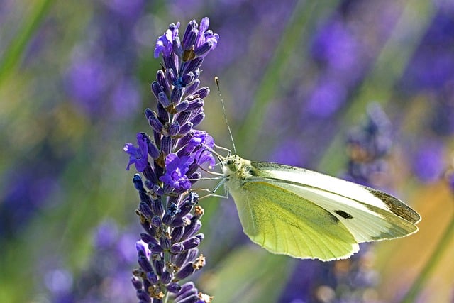 暮色漫过郊野草坡，独守一隅看菜粉蝶栖停
