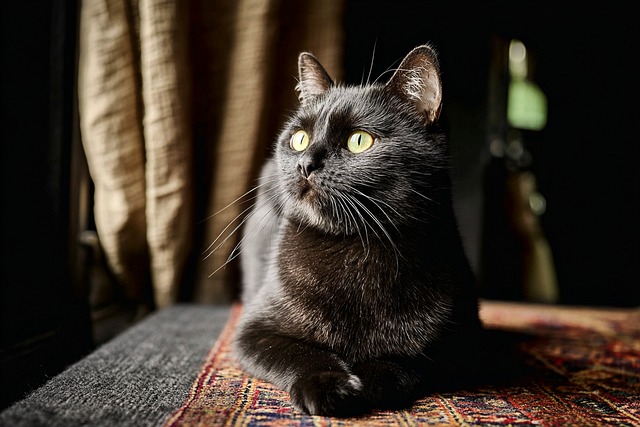 旧木窗台边的狸花猫：磨痕与锈迹里的慢时光