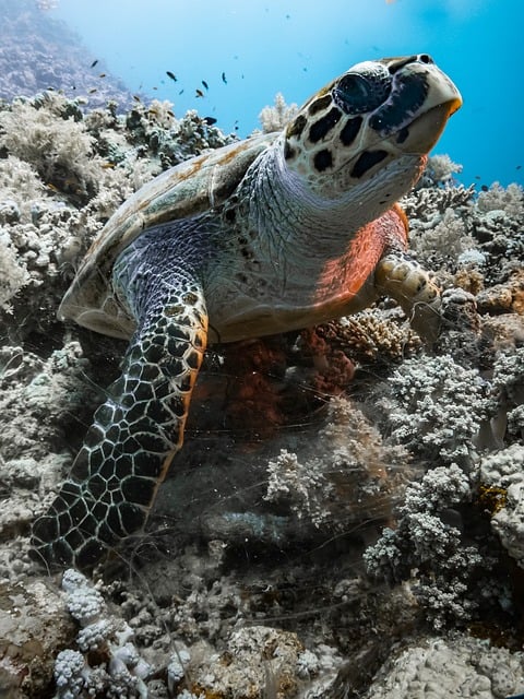 红海浅海绿海龟：微距镜头下的缓慢游动与细碎细节