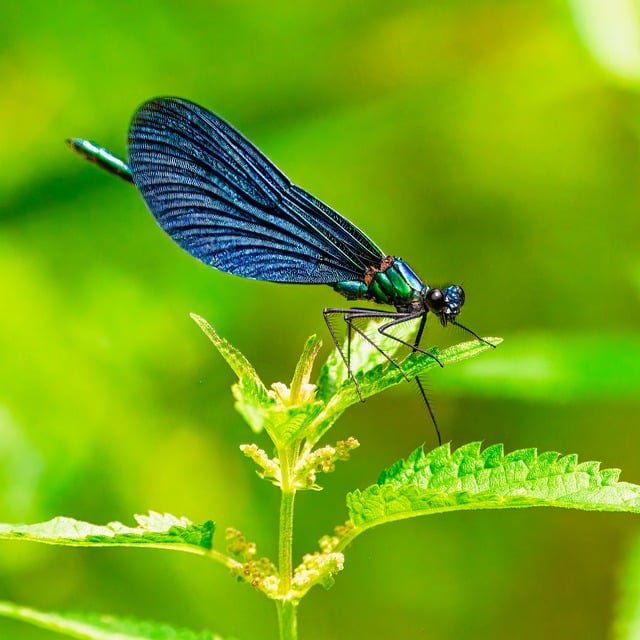 很久以前溪涧撞见的蓝翅豆娘，后来想起仍带着夏末的温甜