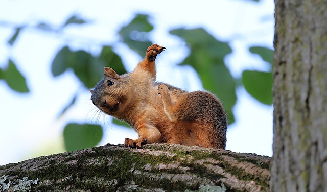 檐下撞见东部灰松鼠：藏坚果里的生存小常识
