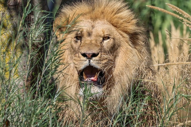 晚高峰拐进老巷 撞见墙根石狮子与往来的寻常路人