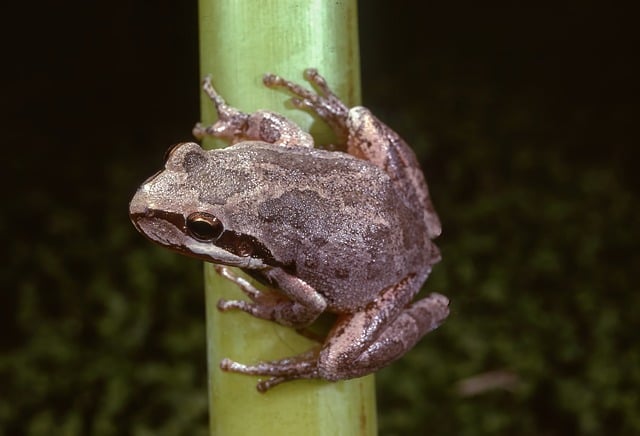 溪岸野餐的晴日午后 撞见一只蹭闻香气的小野林蛙