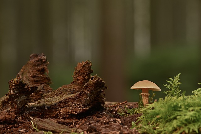 秋林朽根旁的簇生菌菇：藏着时光磨蚀的淡淡痕迹