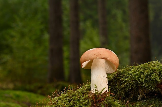 秋林苔层间的红菇与盘菌：藏着两处鲜为人知的小常识