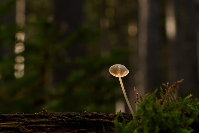 秋林光影线条缠过菌盖，似城市玻璃幕墙的雨痕
