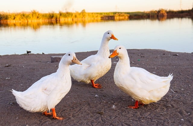 玻璃幕墙映着塘中鸭影 雨痕光影揉进城市闲隅