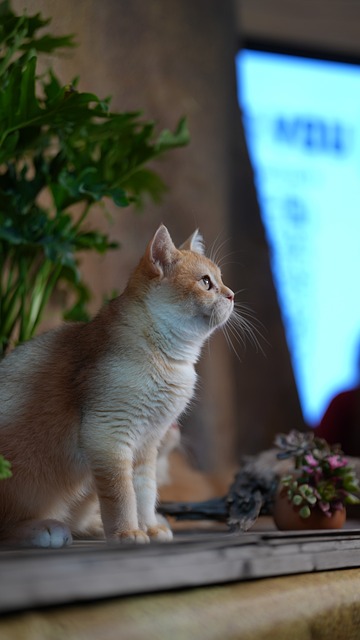 午后巷口矮纸箱旁的小橘猫，撞进路人偶然的街头一瞥