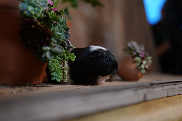 暖阳斜照的餐台边，软萌仓鼠沾着家常吃食的暖香