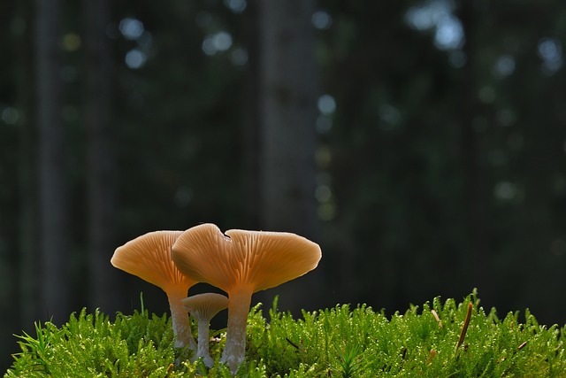 秋日林地表的盘状菌菇：藏着两个容易忽略的小常识
