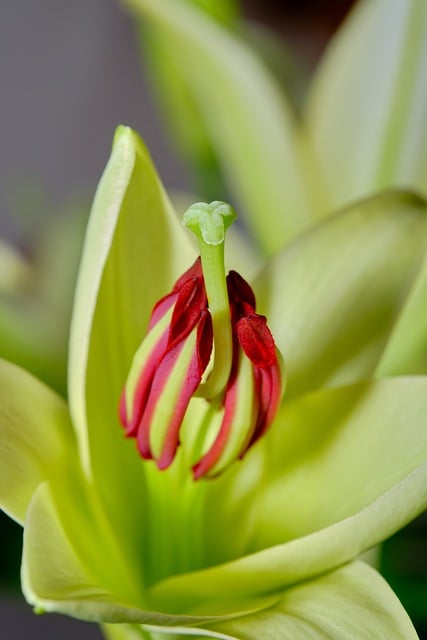 寄给旧友阿栀的便条：今日拍到的红百合花蕊微距细节