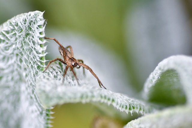 雨后沾露青叶面：屏息凝望间的蜘蛛细碎生存细节