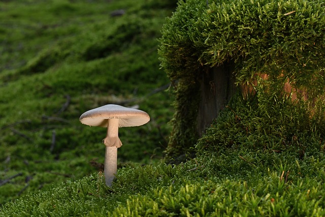 秋日林地表层：盘状真菌与苔藓共生的微观自然场景