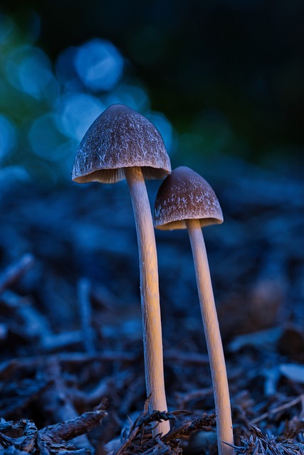蹲守林间地表 捕捉菌菇与苔藓共生的秋野微观瞬间