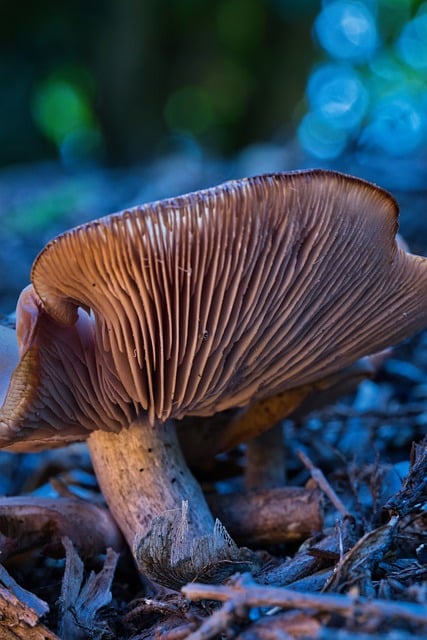 致好友的林间便条：偶遇林下簇簇菌菇与软绒苔藓