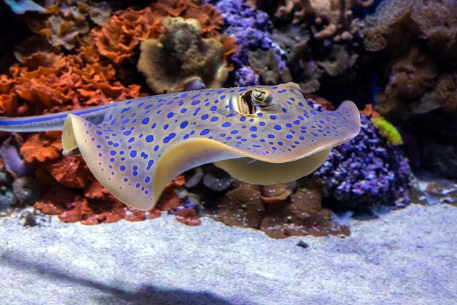 致许久未见的阿栀：凯恩斯水族馆蓝斑魟的悠游时刻