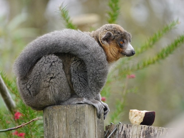偶遇红毛狐猴静栖木台 解锁两个藏在细节里的小常识