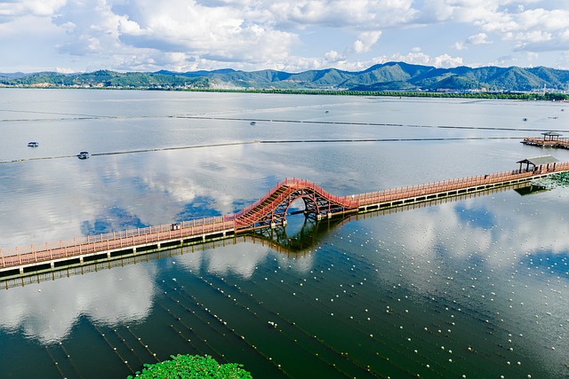 蹲在湿地廊桥旁，以微距视角捕捉水面微小生命的细碎动静
